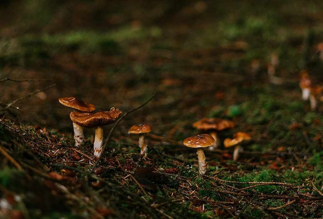 L’Attrezzatura Perfetta per la Raccolta Funghi